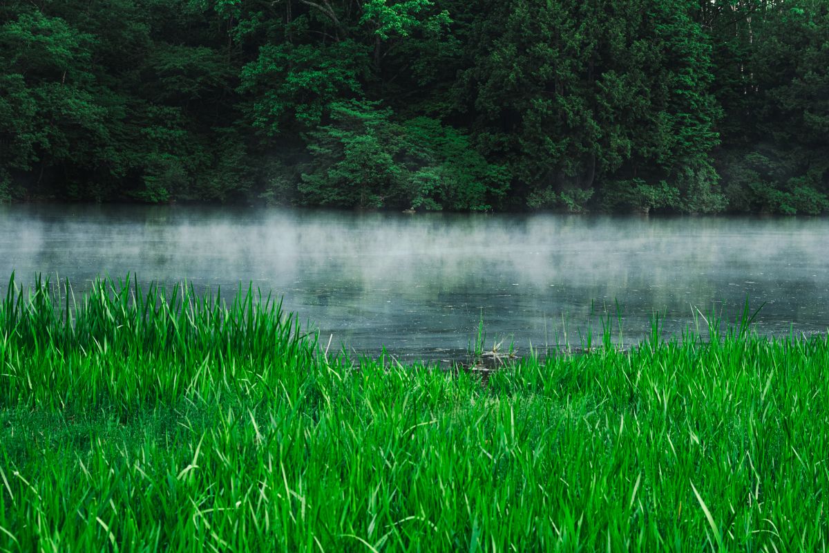 奥日光・湯の湖　2024年６月